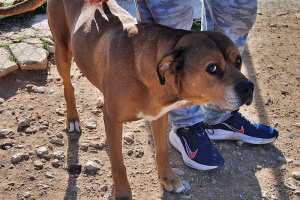 canela06