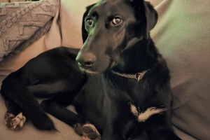 nala31