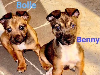 Bolle und Benny