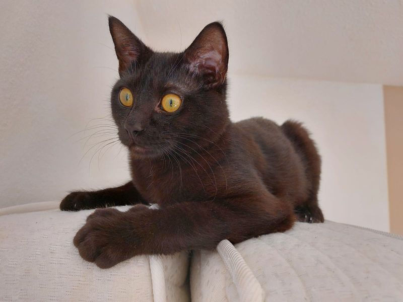 Nepomuk